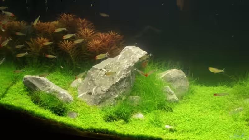 Basaltsteine in einer Hügellandschaft von Christoph Werner (14)