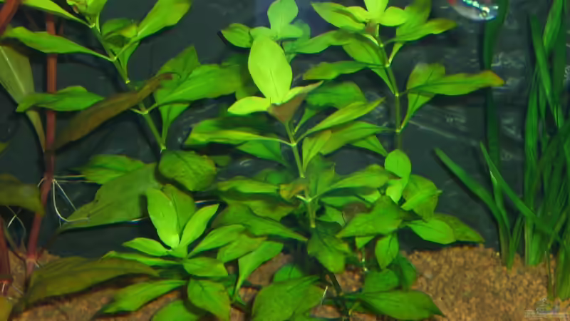 Ludwigia palustris im Aquarium pflanzen (Einrichtungsbeispiele für Goldbraune Ludwigie)