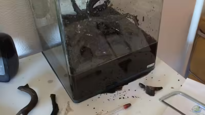 bastel von Ayahuasca (130)