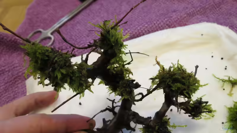 basteln eines Baumes =) von BastiB (21)