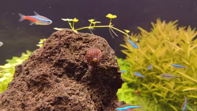 Batik Rennschnecke, man beachte den Beifang bei den blauen Neons v. 11.02.2024 von C-NA (47)