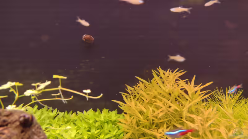 Brevibora dorsiocellata im Aquarium halten (Einrichtungsbeispiele für Augenfleckbärblinge)