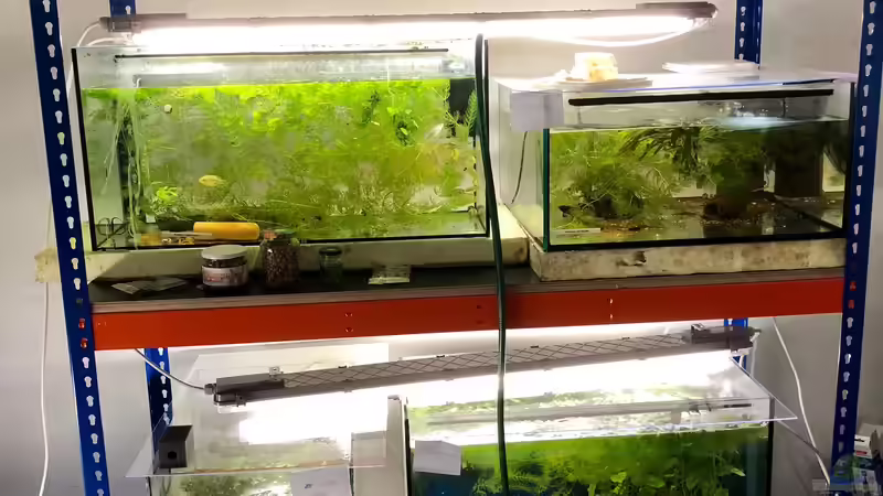 Bau eines Aquarien-Kellers, Teil ZWEI, Sommer 2018