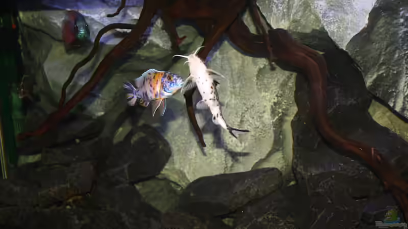 Bauchansicht meiner Multipunktatus Dame  von Tobias Summerer (57)