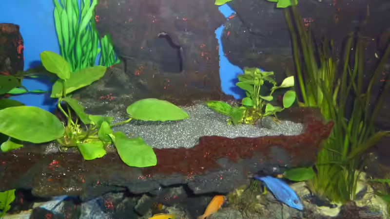 Bauchladenbepflanzung von Couro (21)