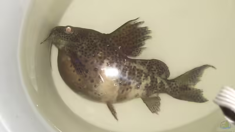 Bauchwassersucht bei Aquarienfischen: Wie lässt sich die Krankheit erkennen, behandeln und am besten vermeiden?