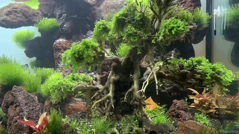 Baum 1 von Matze3110 (10)