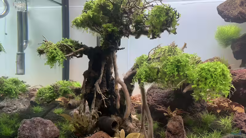 Baum 2 von Matze3110 (11)