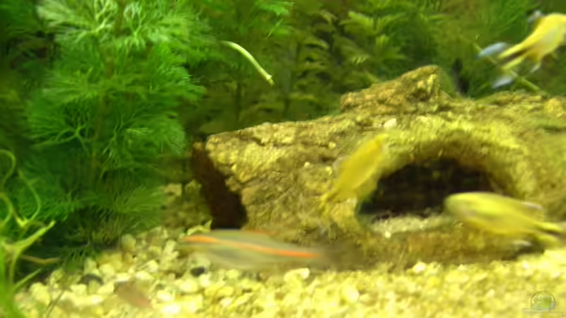 Baumhöhle aus Kunststoff von Fritz Herbel (10)