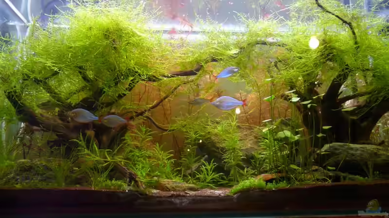 Baumschnitt ist dringend angesagt! von Moosbarbe (9)