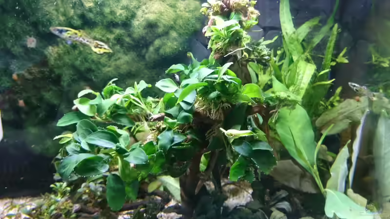 Baumstamm bepflanzt mit Anubias mini  von Inuki (8)
