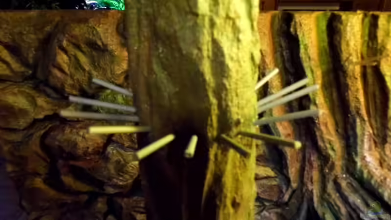 Baumstamm mit PVC - Stäben als Haltepunkt für Moose von snooze (51)