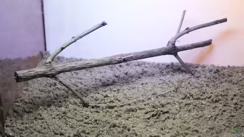 ´Baumstamm´ setzen von Falk (6)