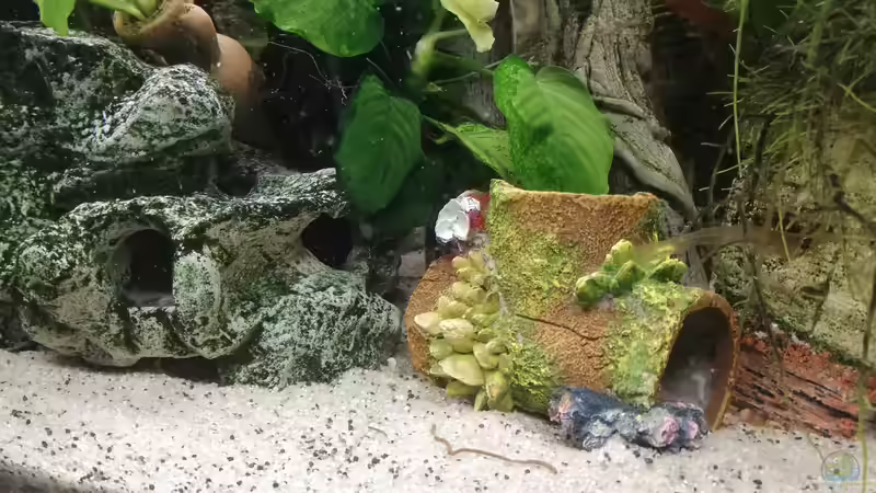 Baumstammhöhle von Chinese Inai (21)