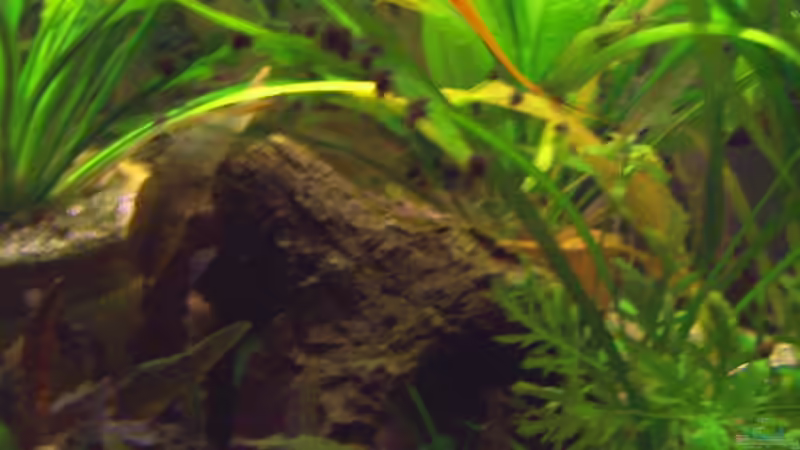 Baumstammimitat (auch Schmerlenhöhle) von Solaris (7)