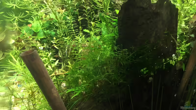 Baumstumpf  von Christian Bernreiter (24)