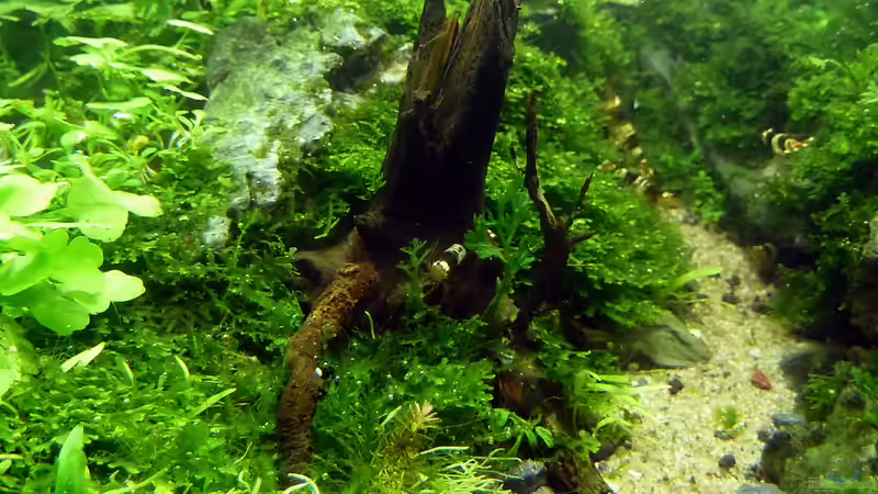 Baumstumpf von -serok- (23)