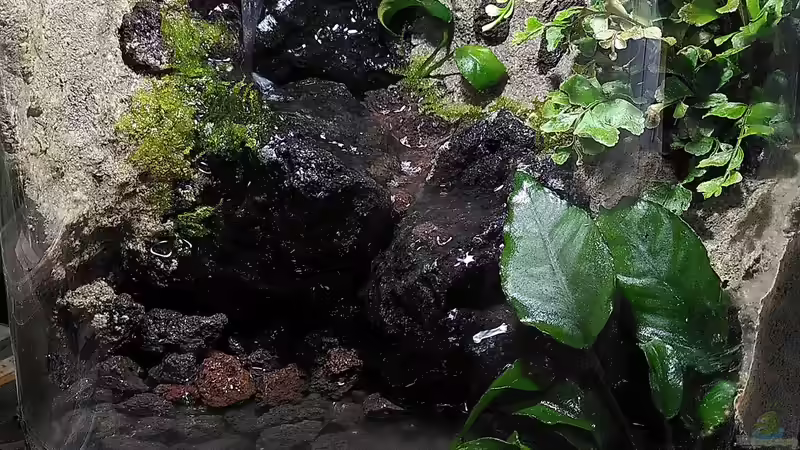 Bauphase von Stephi (4)