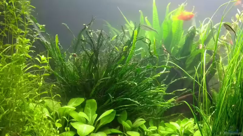 Baustelle: Hemianthus callitrichoides ´Cuba´, 20.01.2018 von C-NA (33)