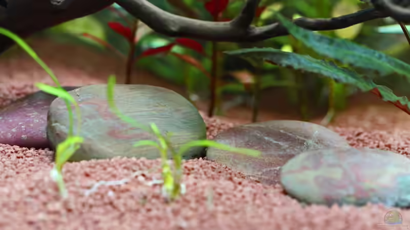 Beach Pebbles (und die spärlichen ??berreste von Cryptocoryne x willisii nevillii aus dem vorherigen Aquarium - scheint sich aber langsam wieder zu erholen)  von Dirk F. (30)