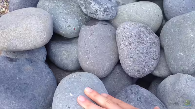 Beachpebbles sind hier und da zwischen den Wurzeln platziert. von Alexander Bienefeld (12)