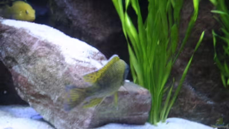 Beanschi Benga Bock dahinter links Yellow Weib(16.12.08) von Florian Bandhauer (35)