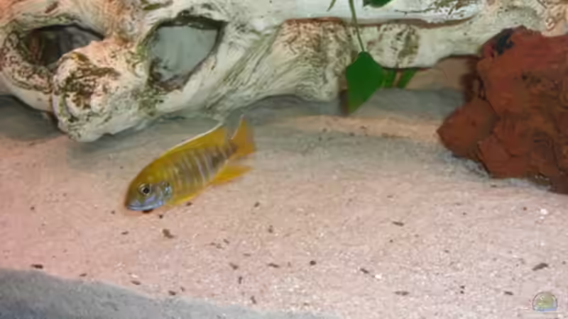 Beanschi von Günni (14)