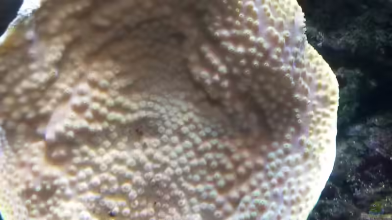 Becherkoralle - Turbinaria peltata von Truthahnmann (37)