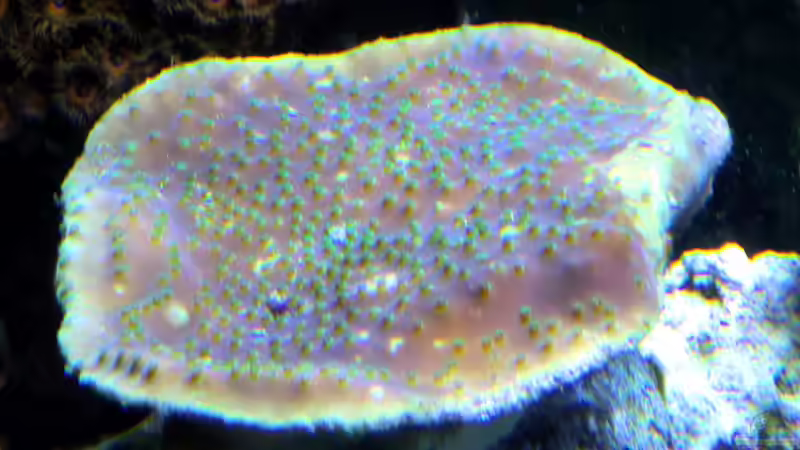 Becherkoralle - Turbinaria peltata von Truthahnmann (77)