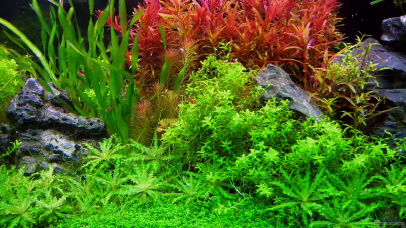 Beckemitte Mai 2010 von Mel&Marc (14)