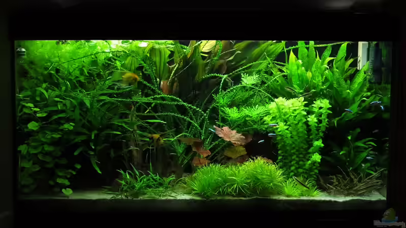 Becken - 14.06.2014 von Oberoesterreicher (5)