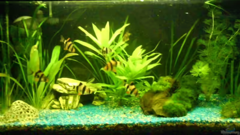 Becken - frontansicht von Janik Ruser (1)