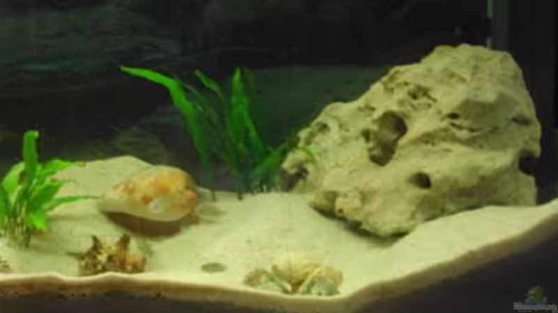 Becken - rechte Seite von Dirk Schepmann (2)