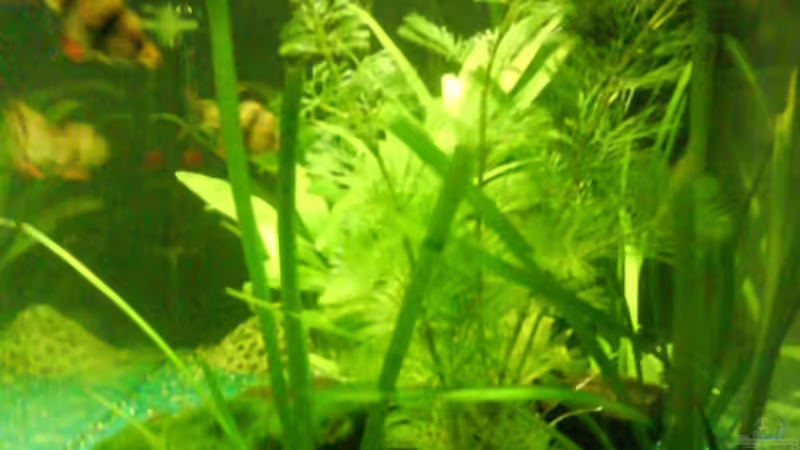 Becken - seitenansicht von Janik Ruser (2)