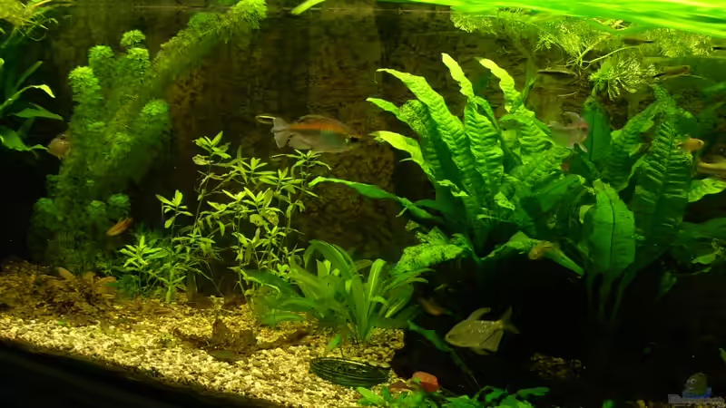 Becken: 7.2.2010 von Wasserwelt (10)