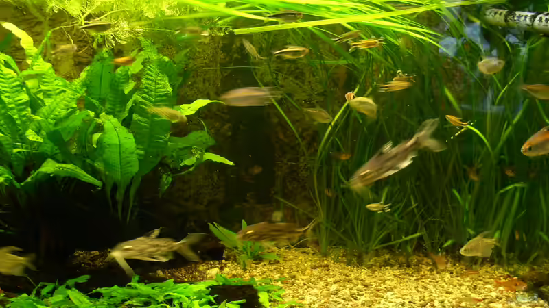 Becken: 7.2.2010 von Wasserwelt (11)