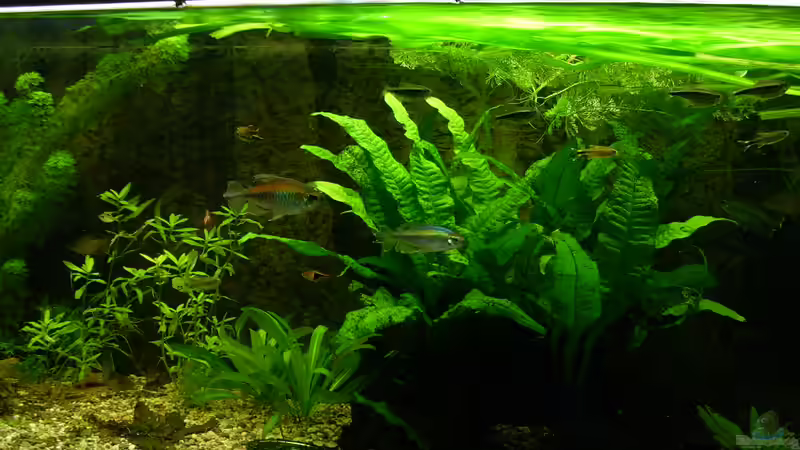 Becken: 7.2.2010 von Wasserwelt (12)