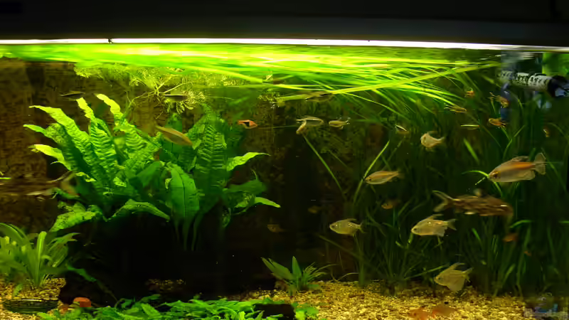 Becken: 7.2.2010 von Wasserwelt (3)