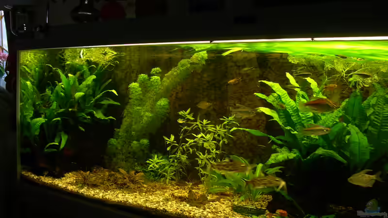 Becken: 7.2.2010 von Wasserwelt (4)