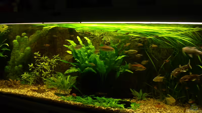 Becken: 7.2.2010 von Wasserwelt (5)