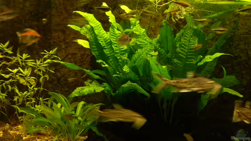 Becken: 7.2.2010 von Wasserwelt (7)