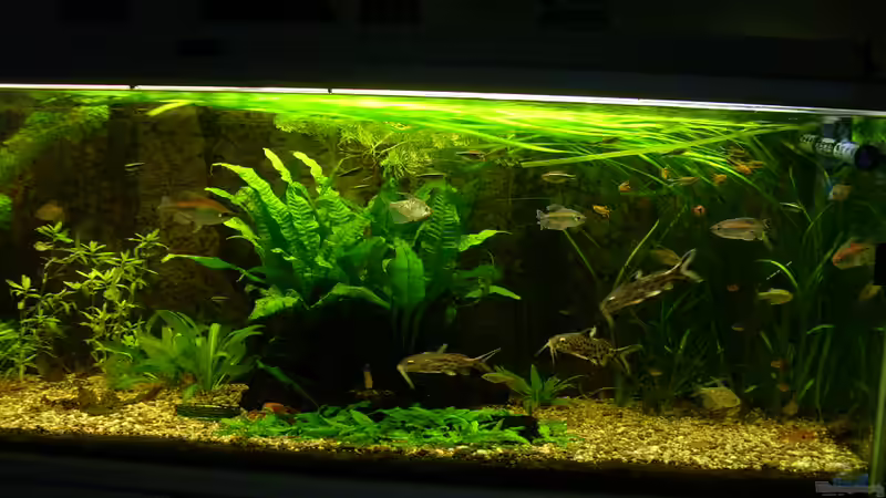 Becken: 7.2.2010 von Wasserwelt (9)