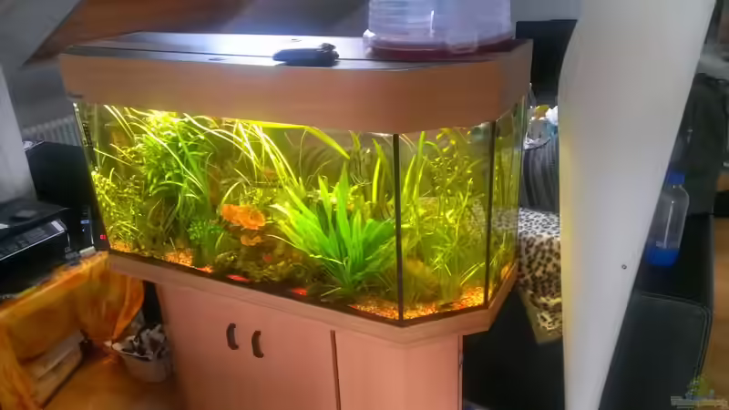 Becken: mitte Juni 2013 von EvilChicken (2)