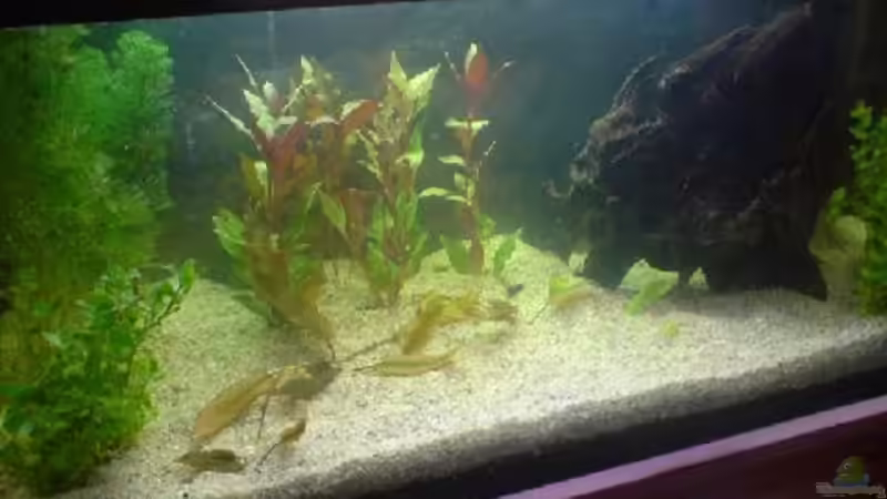 Becken  nach der Neueinrichtung (5.5.08) von B1gT4nk (3)