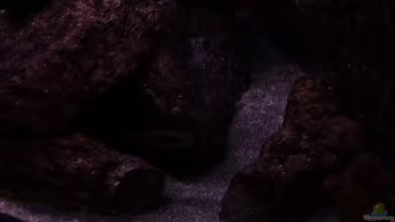 Becken  rechts am Abend von DER YBBSTALER (10)