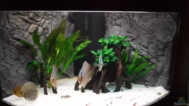 Becken, Stand vom 27.10.2010 von Romer (2)