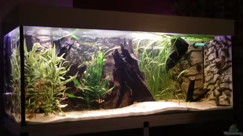 Becken  von Schlichti (2)