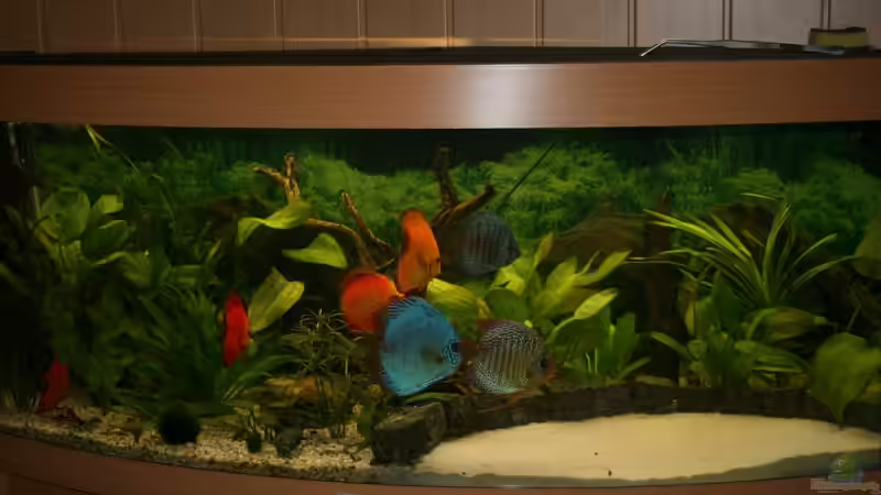 Becken 03.12 08 mit Reduzierten Besatz von Steffen Rübsam (8)