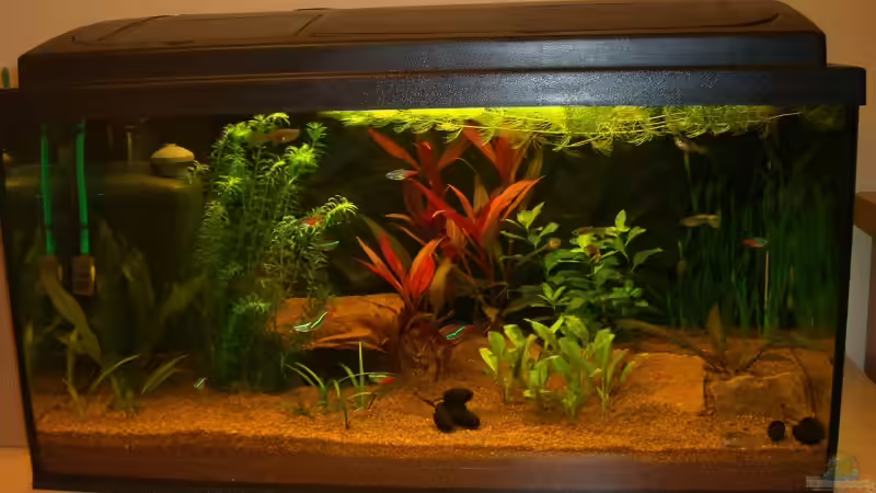 Becken 04.02.2007 von Jens und Nancy Döring (5)