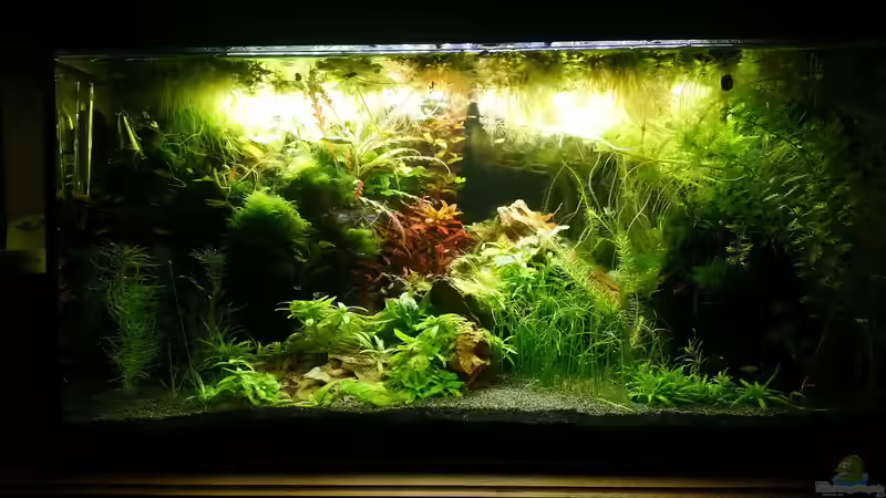 Becken 1, da lebten die Darios drin von Wasserwelten (2)